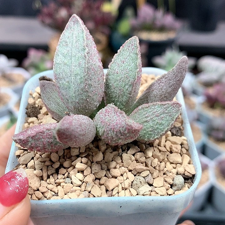 粉猪肝 多肉植物 1104