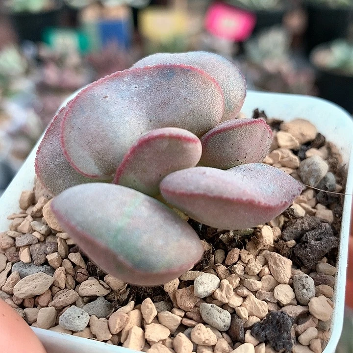 红蛋 多肉植物 1144