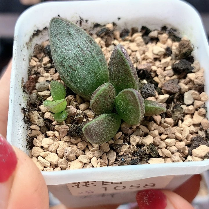 天秤座 多肉植物 1058