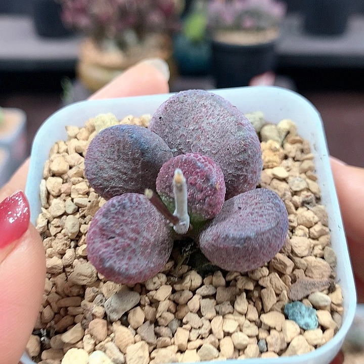 亚当 多肉植物 1084