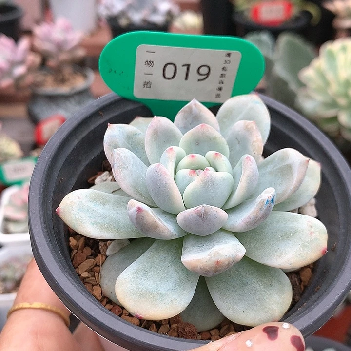 019号 梦露锦 多肉植物
