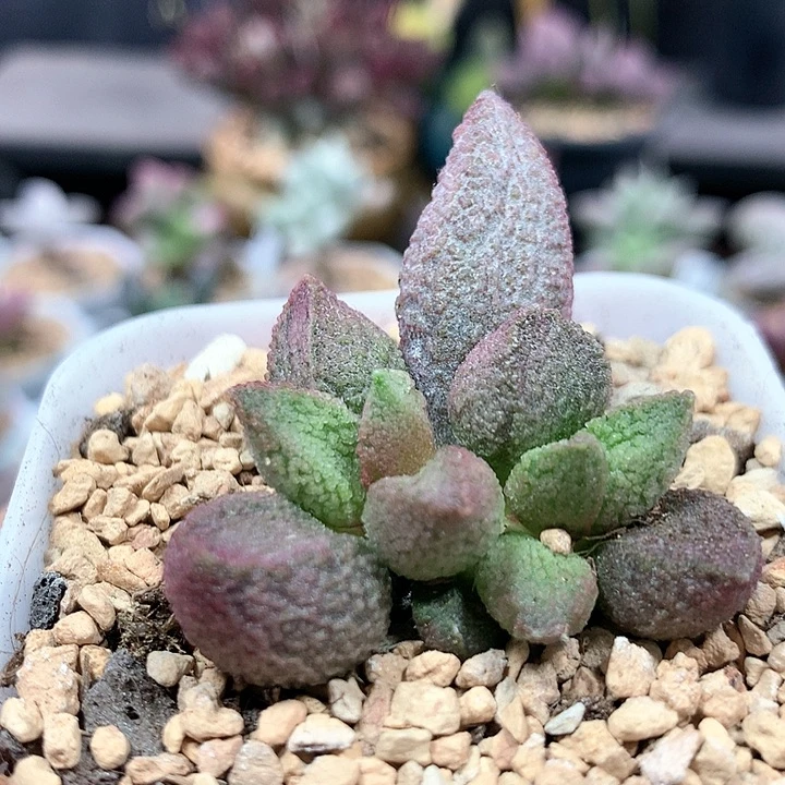 释迦 多肉植物 1102