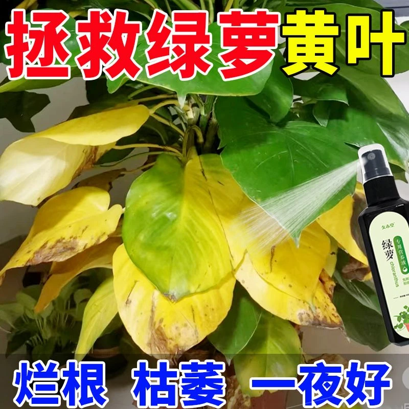 【花卉专用】绿萝营养液水培肥料专用叶子发黄烂根土壤催新芽叶面肥