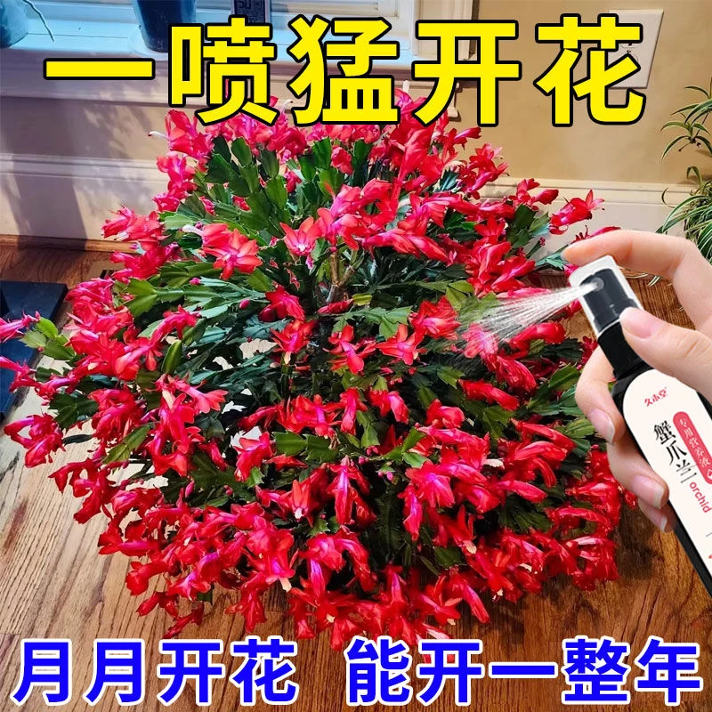 【花卉】蟹爪兰催花剂免稀释营养液防黄叶烂根促开花增绿直喷型
