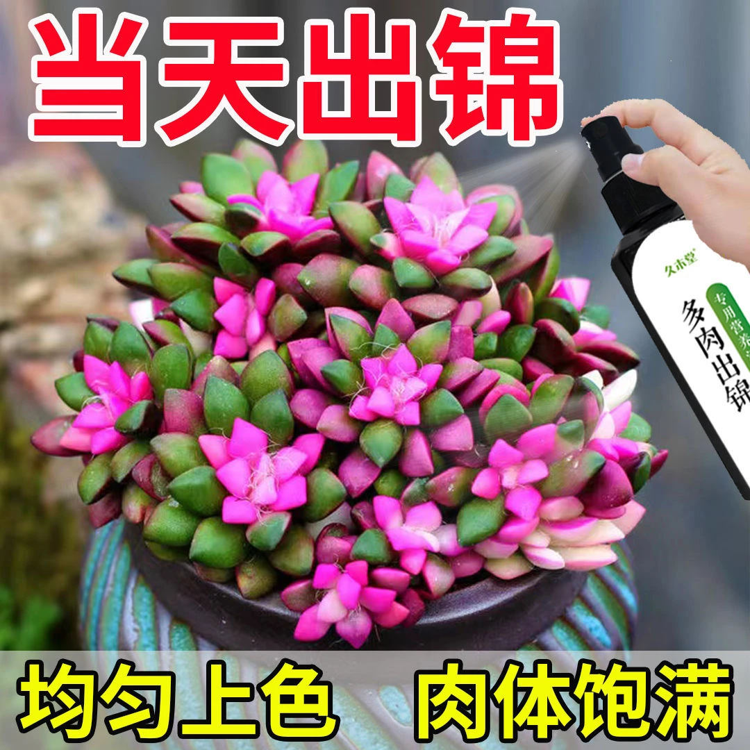 【均匀上色】多肉出锦药水变红增色变色一喷红专用营养液持久维持
