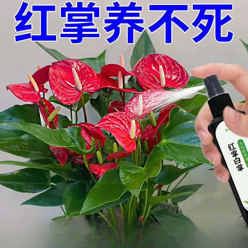 红掌专用营养液叶增绿花增红增艳延花期治黄叶枯萎倒伏不开花肥料