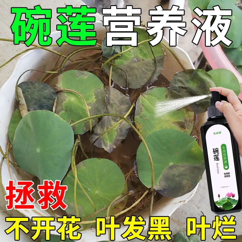 碗莲睡莲营养液【急救】专治叶面黑不开花烂叶催花促花水培专用肥