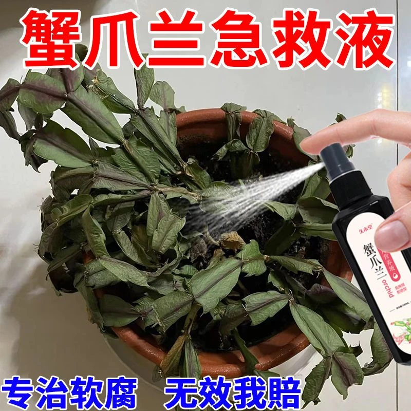 【免稀释】蟹爪兰营养液专治叶子变软枯萎倒伏发黄根部腐烂液体肥