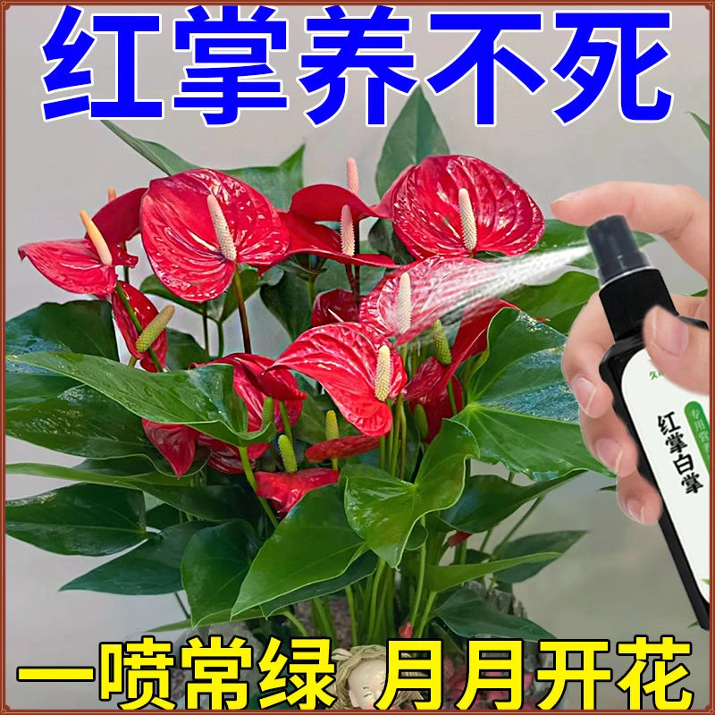 红掌专用营养液叶增绿花增红增艳枯萎倒伏延花期治黄叶不开花肥料