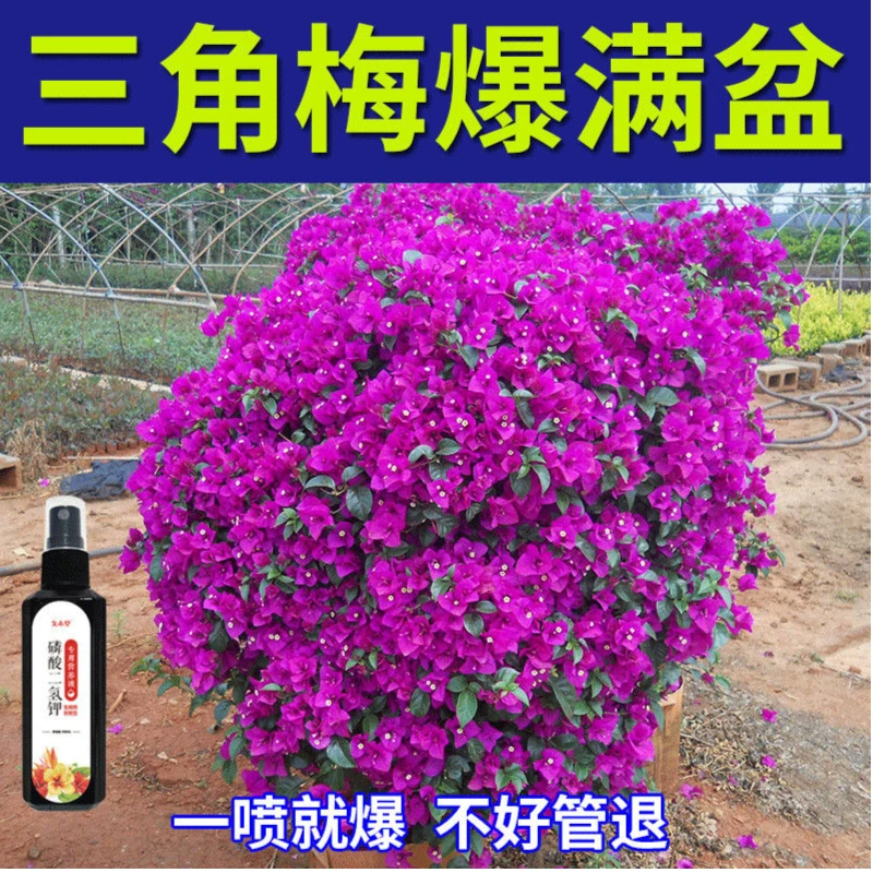 【花卉专用】三角梅专用营养液催花促花延长花期防黄叶烂根肥料