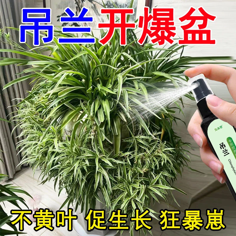 吊兰营养液爆盆爆根剂开花生根催芽金边吊兰免稀释肥料专用肥液