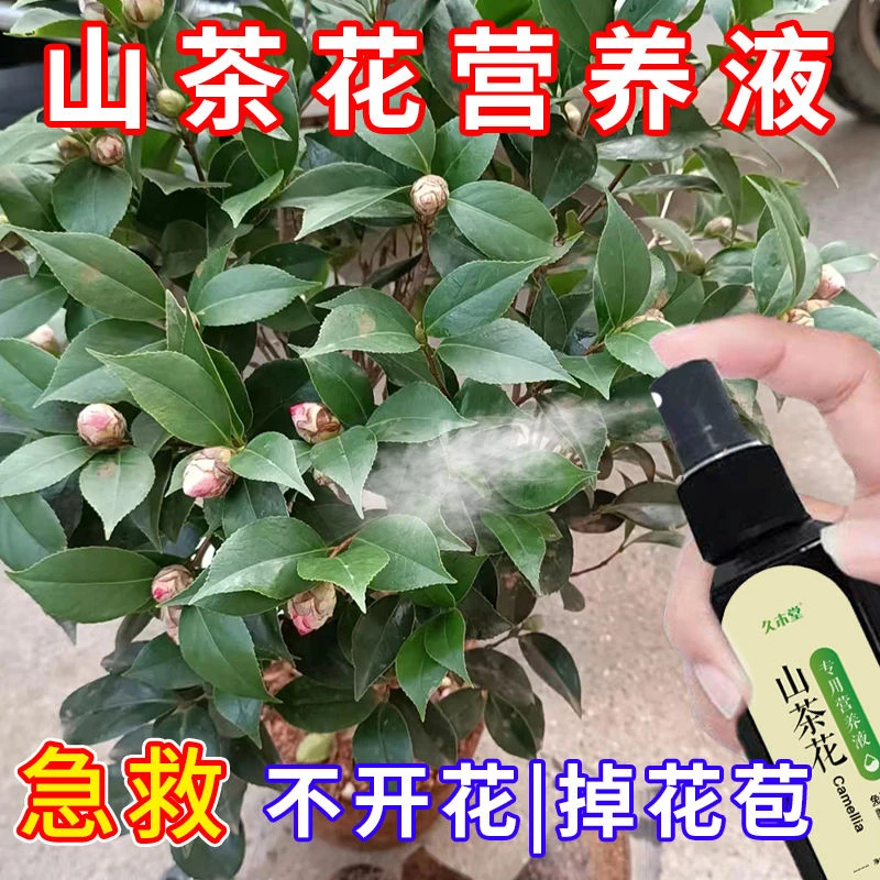 】四季山茶花营养液干枯黄叶不开花急救掉苞免稀释叶面肥