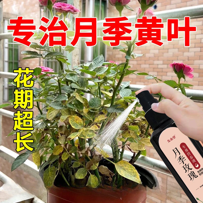 月季玫瑰专用营养液免稀释 治黄叶烂叶防黑斑壮根高效 促花肥料