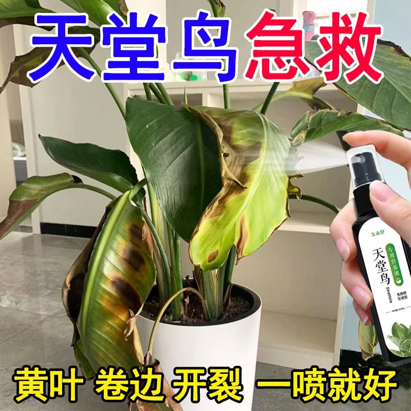 花卉就绿】天堂鸟专用肥急救治黄叶烂叶卷边开裂免稀释花卉营养液