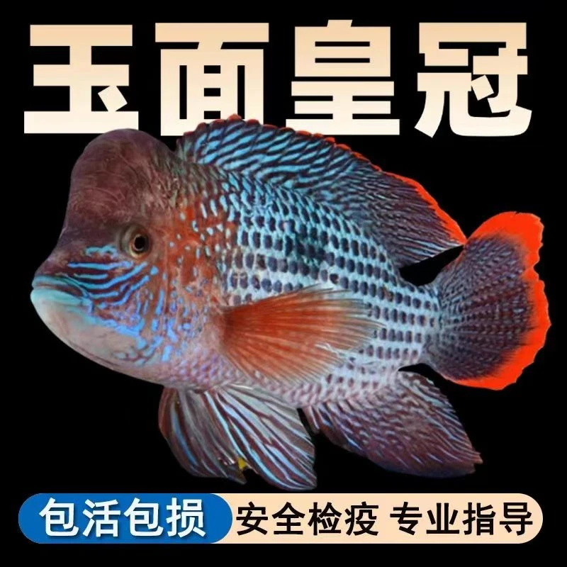 玉面皇冠蓝面老财神鱼发财鱼红尾皇冠中大型凶猛热带鱼好养耐活