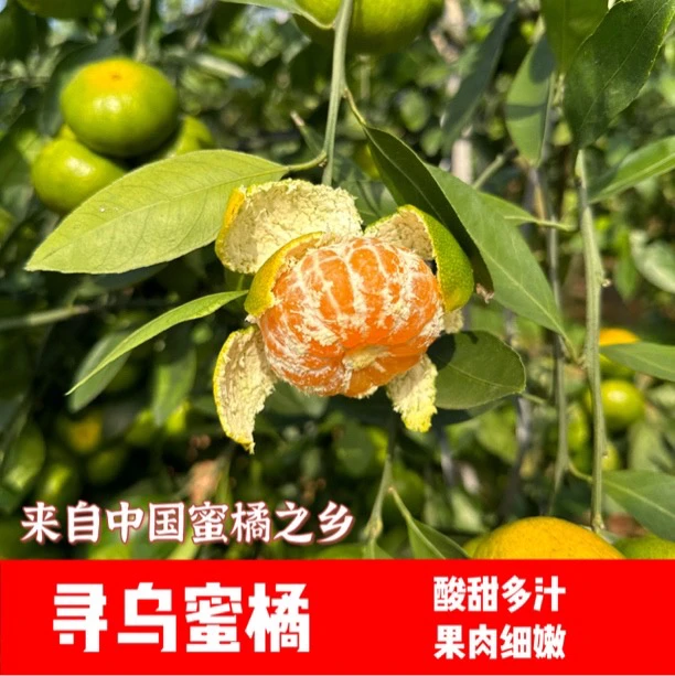 【顺丰包邮】江西赣南寻乌蜜桔皮薄无籽产地直发孕妈妈应季水果