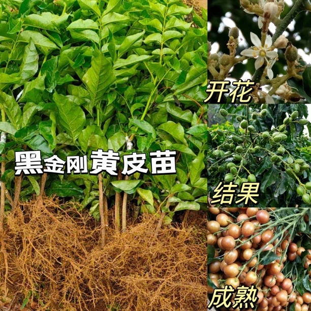 黑金刚黄皮苗口感好易种植带土带叶包邮