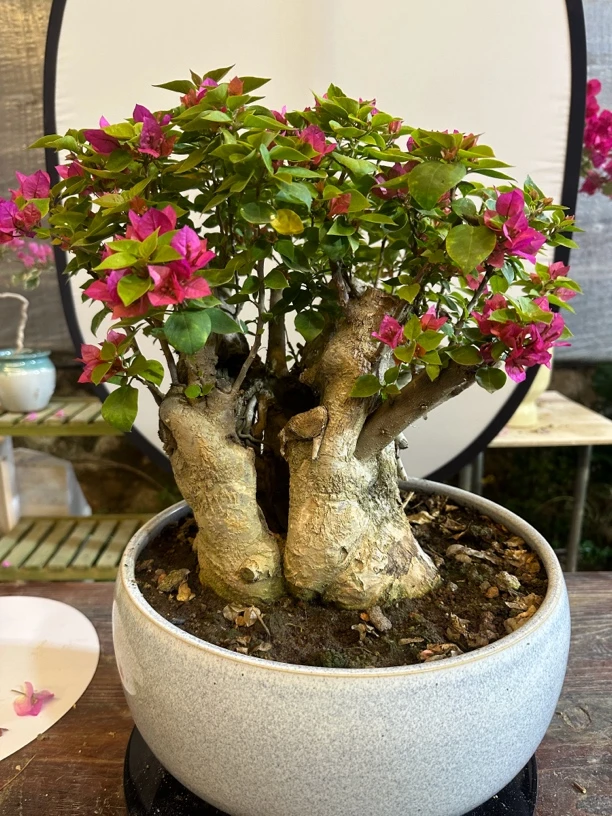 小玉三角梅（一物一拍）