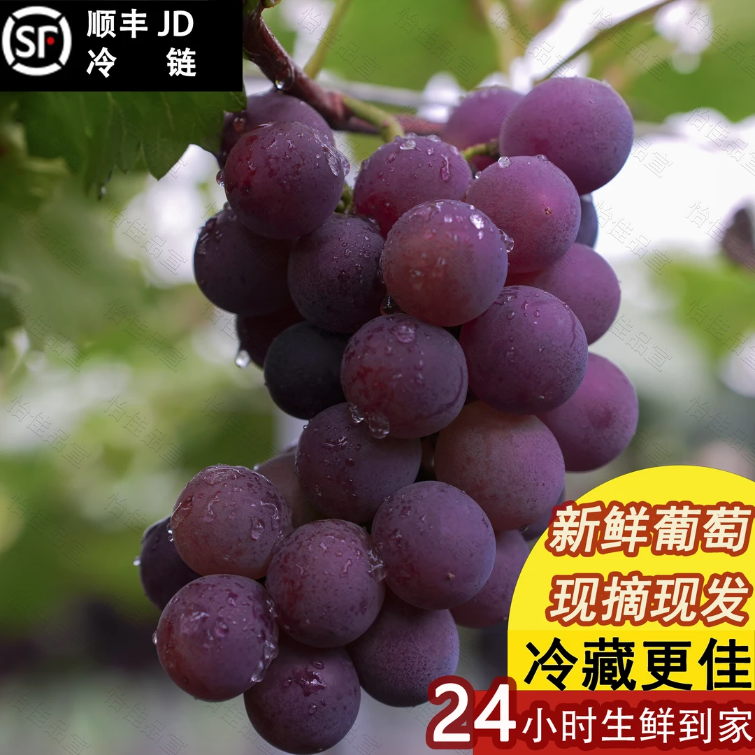 浦江县巨峰葡萄当季水果新鲜夏季葡萄整串浦江葡萄顺丰现摘直发