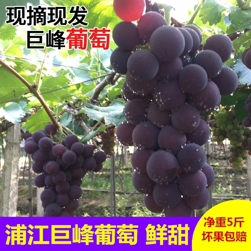 【怡佳品宣】 蜂蜜味儿浦江巨峰葡萄现摘新鲜水果5斤整箱当季孕妇