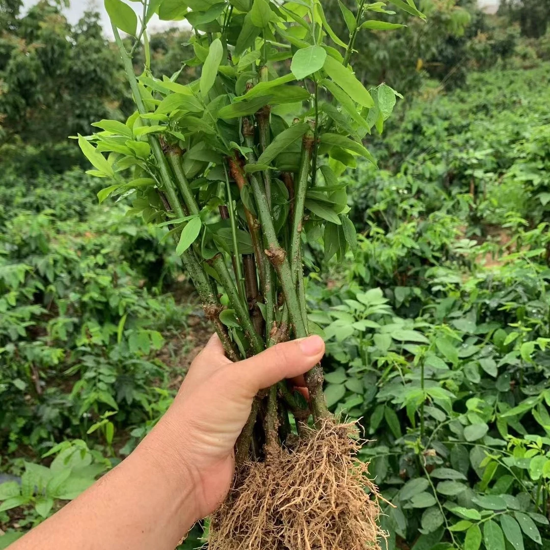 树仔菜苗守宫木天绿香潮汕树菜益肝菜树仔菜苗野菜苗绿色常绿高产