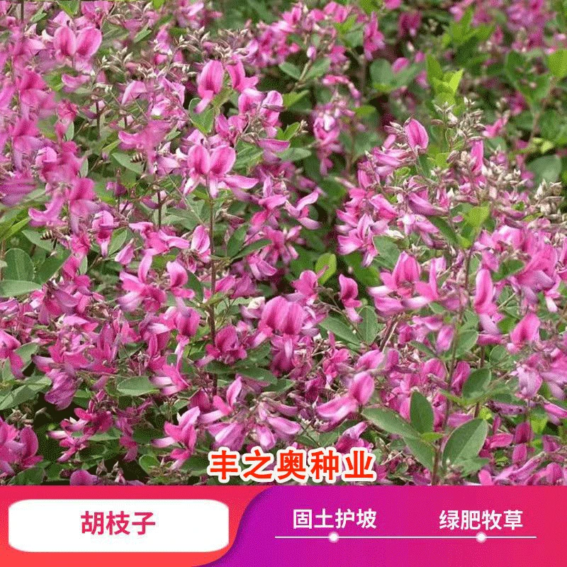 护坡灌木种子胡枝子荒山覆绿花卉林木种子四季种籽多年生耐寒耐旱