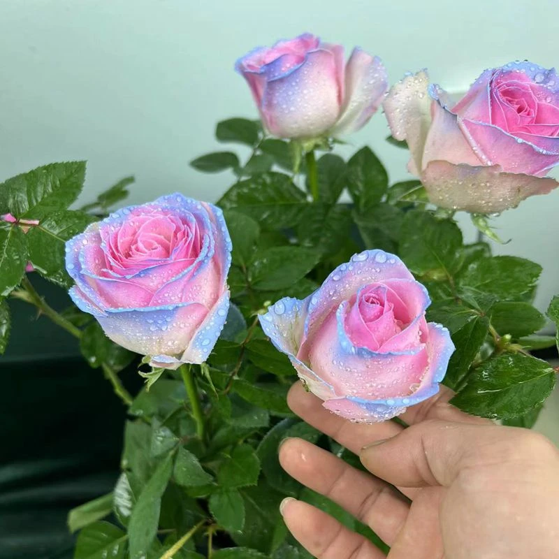 新品玫瑰花苗老桩粉冰蓝玫瑰老桩花苗庭院开花月季特大植物室内外