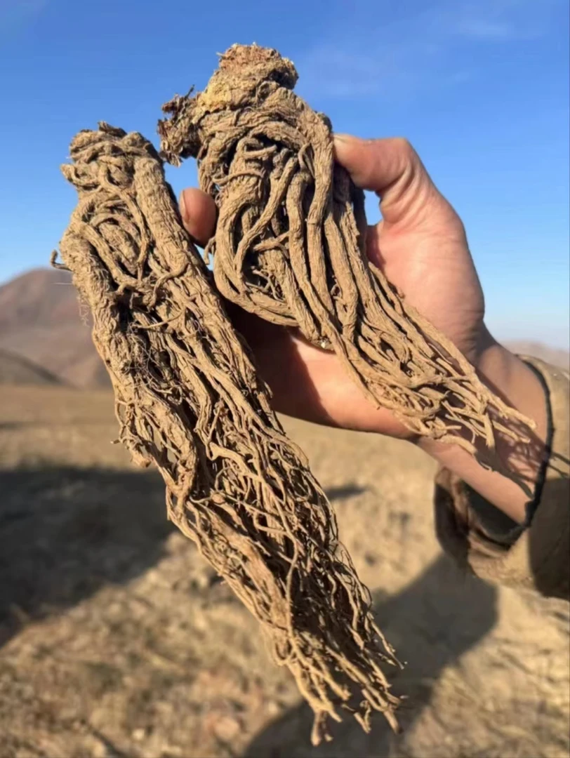 高原土特产（苦当归）无硫自然晒干包邮