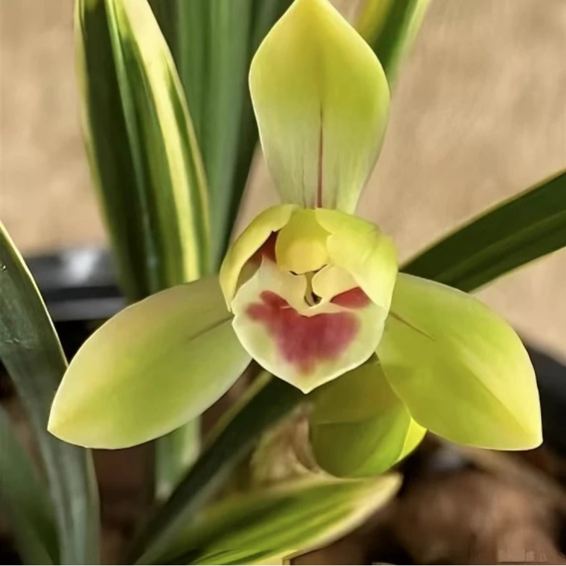 【金边彩云荷】精品名贵春兰盆栽兰花好养室内外栽培培育四季