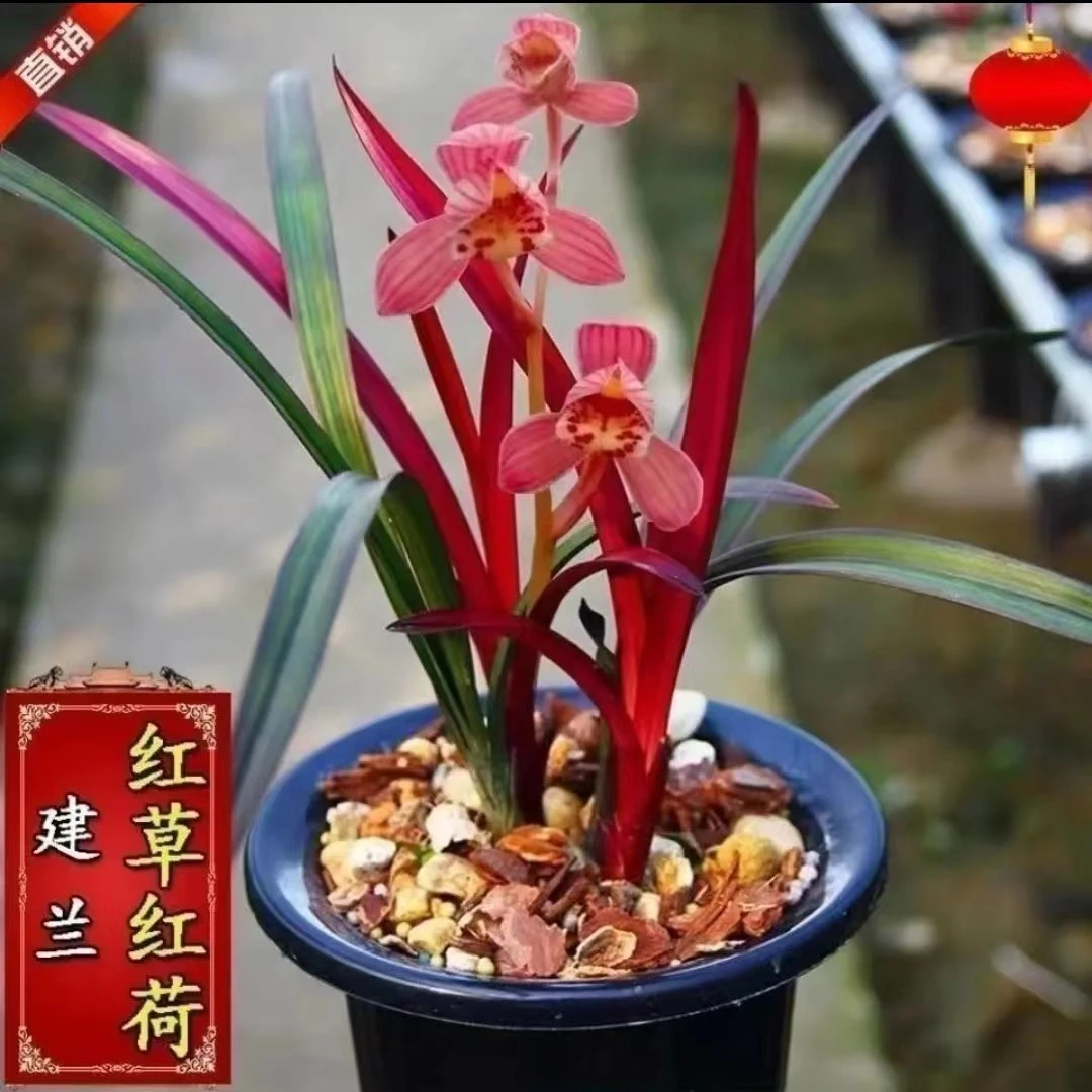 建兰铭品浓香型兰花【红草红荷】盆栽四季花卉好养绿植