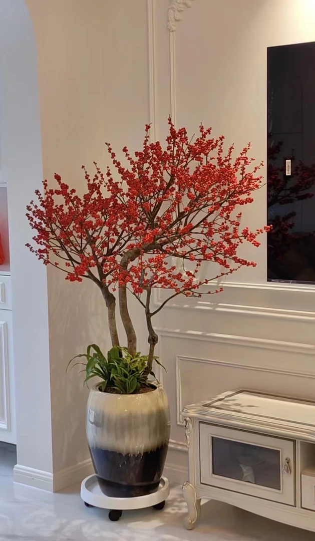 （北美冬青）轮生冬青室内大型绿植简约轻奢风中国红冬青果红红火火