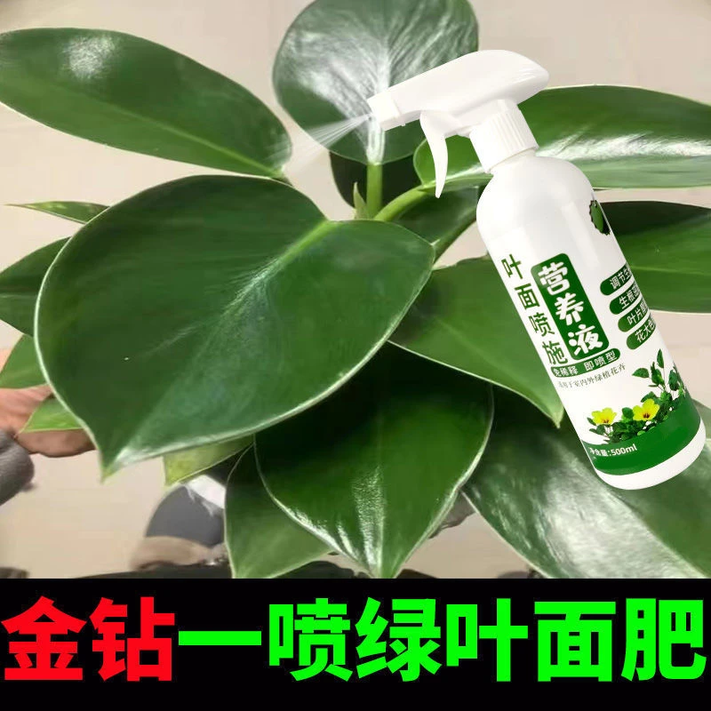 大叶金钻营养液防叶片耷拉下垂斑点黄叶不生长金钻绿植通用肥料