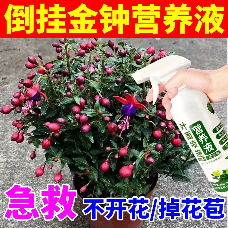 倒挂金钟不开花掉花苞灯笼花专用肥倒挂金钟营养液有机肥花肥