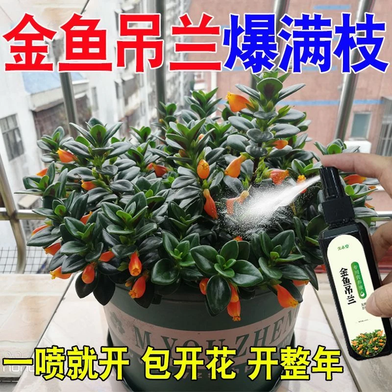 【爆满枝】金鱼吊兰专用营养液防黄叶烂根催开花四季常开液体肥料
