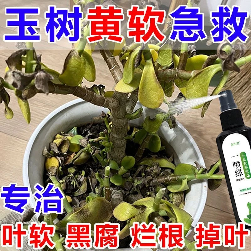 【急救】玉树专用肥营养液叶子发黄复活掉叶黑腐发软烂根病不开花