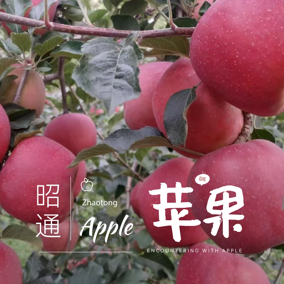 昭通苹果（真正树上熟，分批现摘现发）