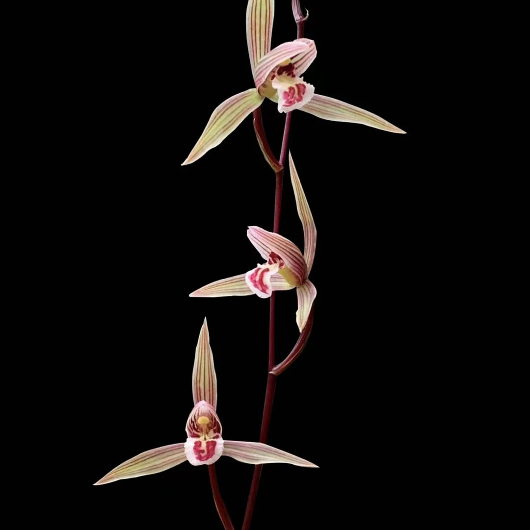 细叶寒兰花香浓铭品兰花