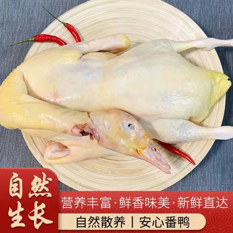 放养番鸭单只净重4斤净膛仔鸭
