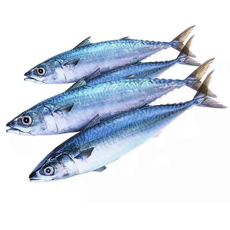 舟山青占鱼 3斤 东海海域流网捕捞 好吃不贵