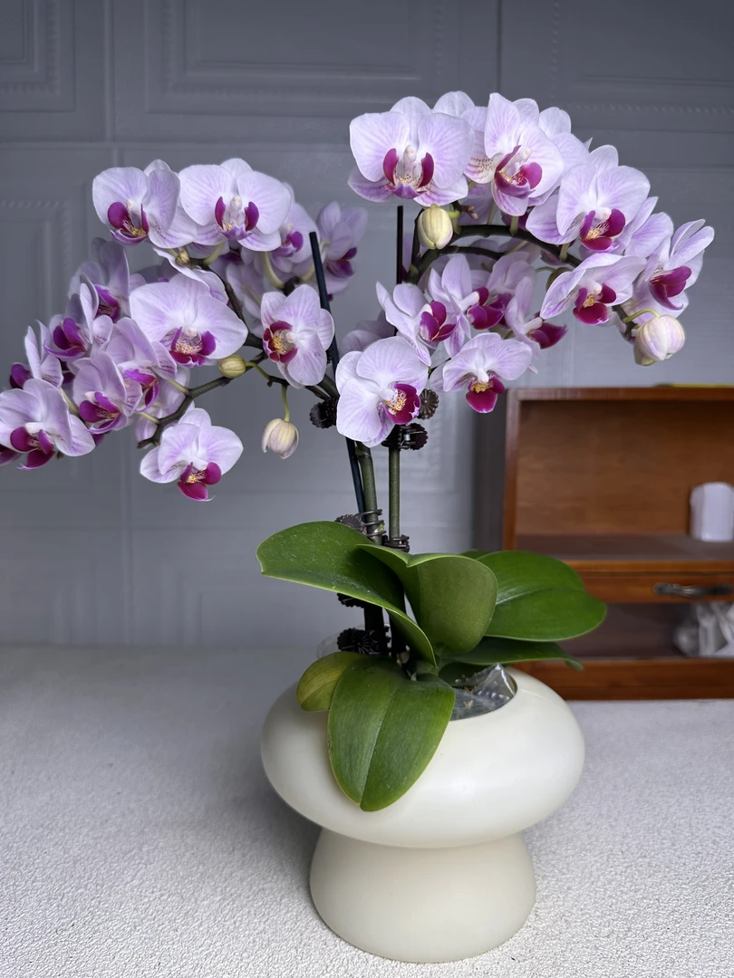 花悦里【貂蝉】第一名选美大赛冠军 带花带花苞 广州花卉源头基地