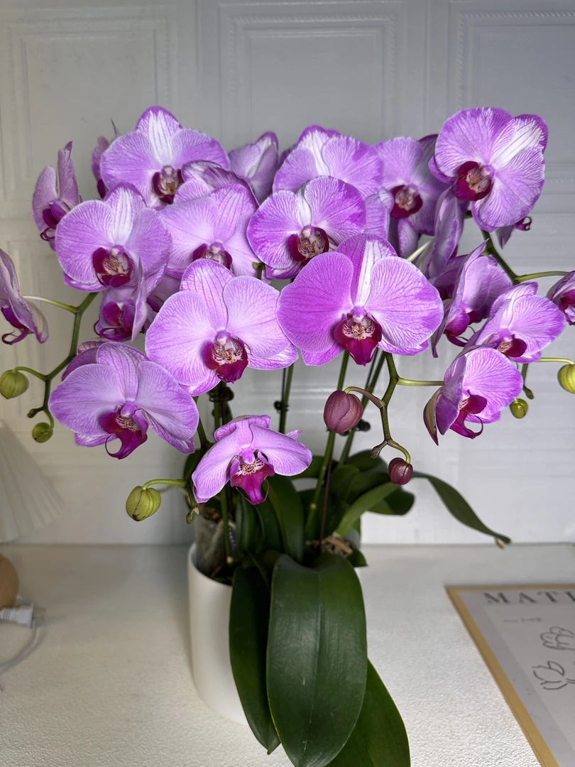 花悦里【水蜜桃】欧品  室内花花 好养耐开 广州花卉源头基地
