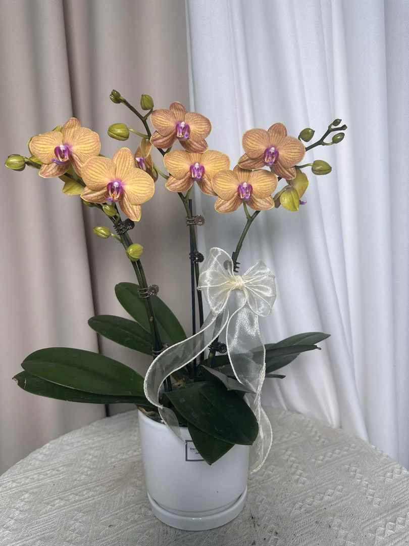花悦里【吉豆豆】室内花花 好养耐开 广州花卉源头基地
