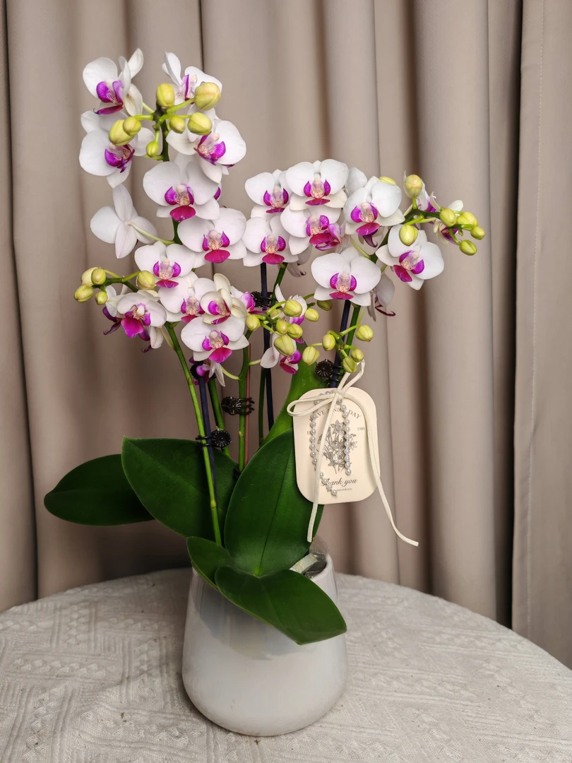 花悦里【避风港】欧品品种 广州花卉源头基地