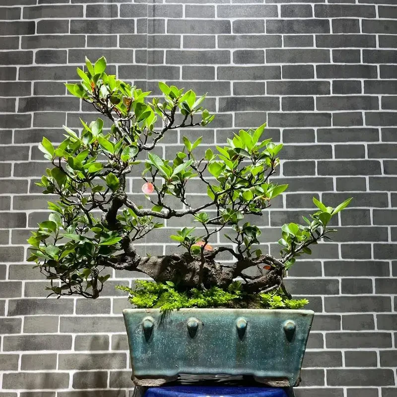 栀子花春花悬崖飘枝造景盆栽一物一拍