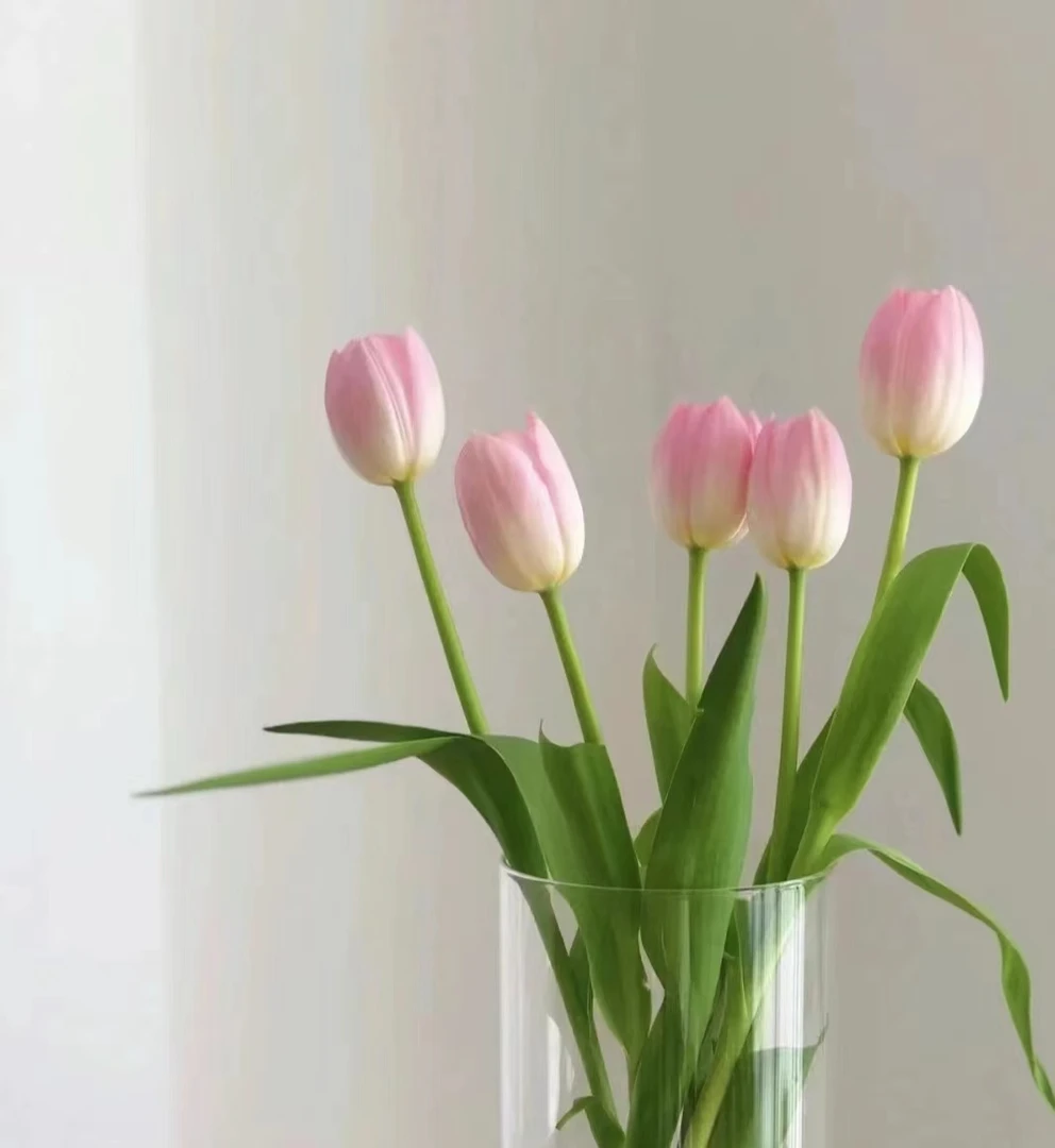 【雨柔精选】粉色郁金香高品质鲜花  花期长好养护发冷链保鲜