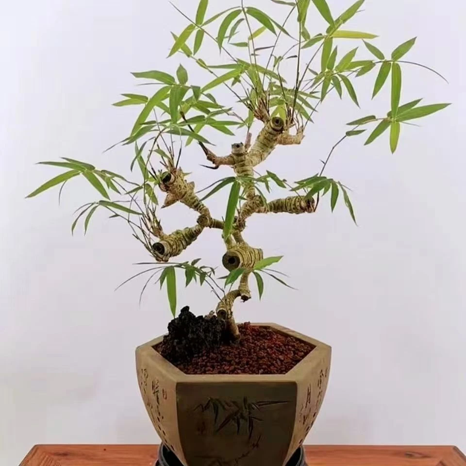 青皮勒竹小叶簕竹野生竹根艺盆栽竹精品办公室易种盆栽植物好活