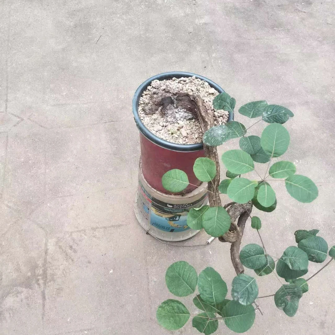 黄栌：香山红叶黄栌