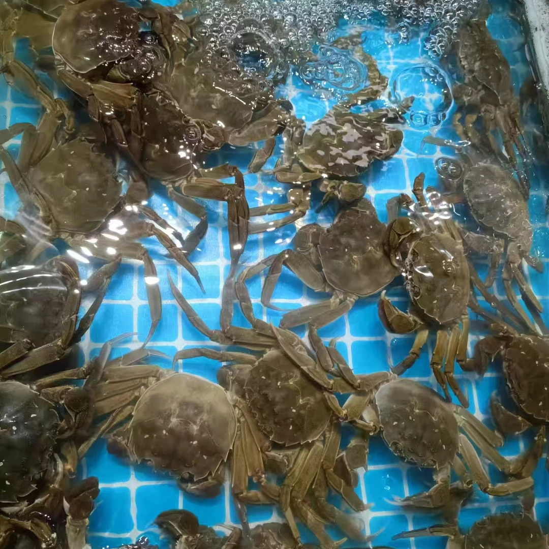 鲜活大闸蟹（克重可选）