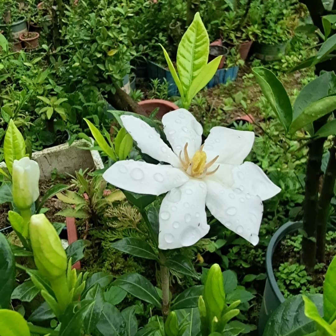 直播间下单连接私自下单不发货春花盆景