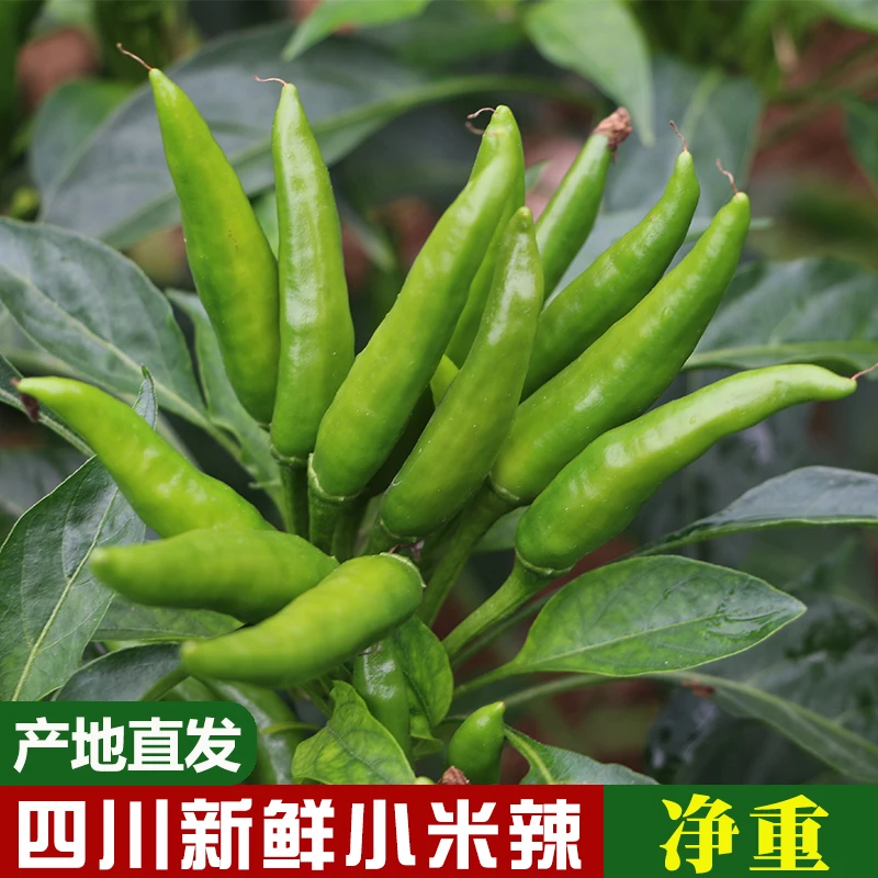 咗酱爷四川新鲜青小米辣1斤/3斤/5斤